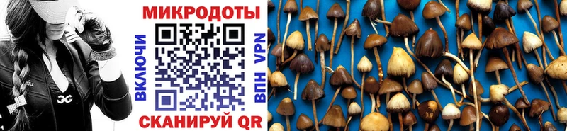 закладка  Тихвин  Галлюциногенные грибы Psilocybe 